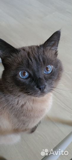 Котик ищет семью