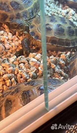 Черепаха сухопутная