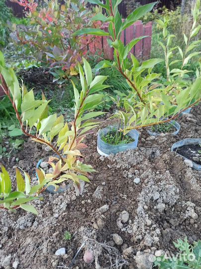 Форцизия саженцы