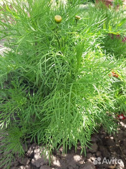 Космея, бархатцы, астры