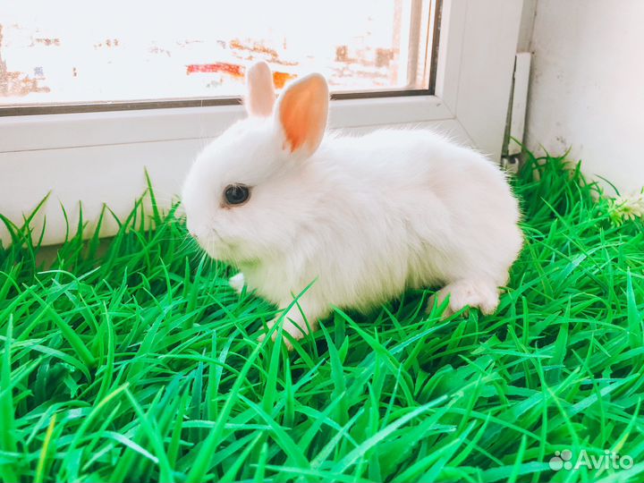 Мини карликовый кролик