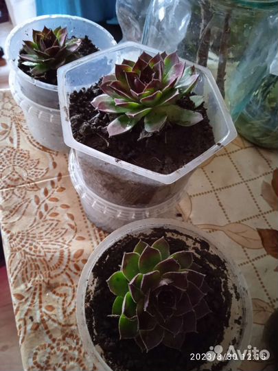 Молодило каменная роза (эхеверия )