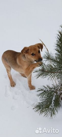 Щенок мальчик в добрые руки бесплатно