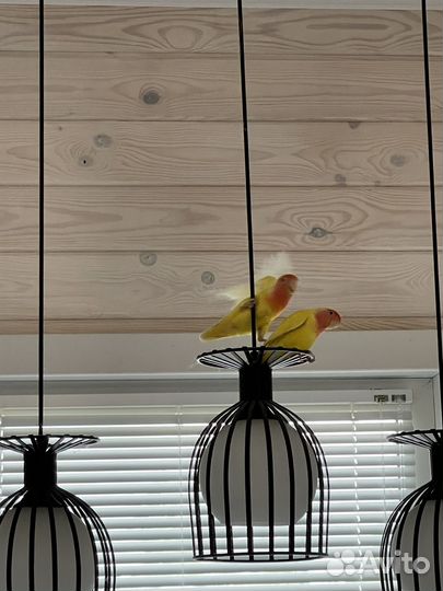 Неразлучники