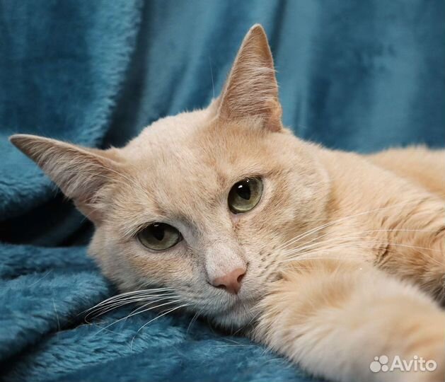 Красавец Ричи, хоть и скромняга