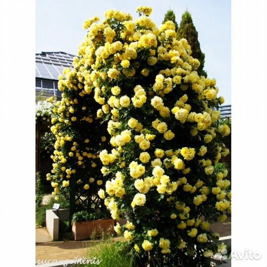 Роза плетистая набор 5 сортов