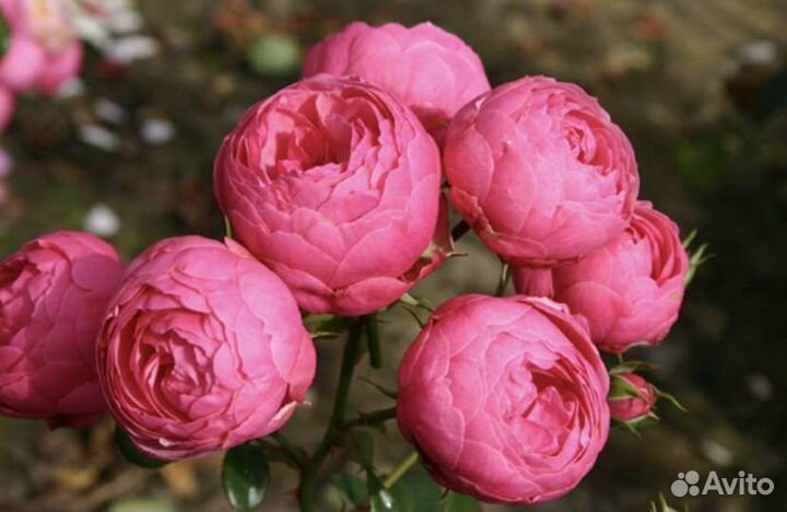 Розы флорибунды