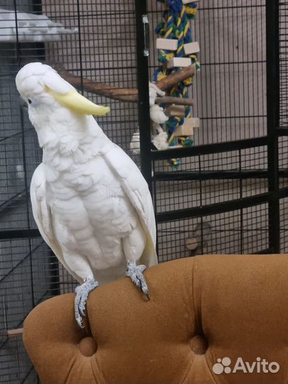 Большой попугай