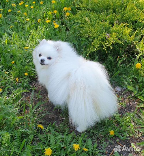 Померанский шпиц, девочки подросток и взрослая