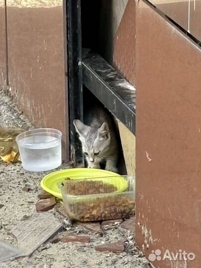 Котенок и кошка бездомные