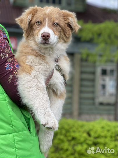 Австралийская овчарка аусси