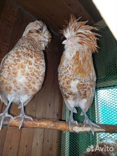 Цыплята Падуан Шамоа