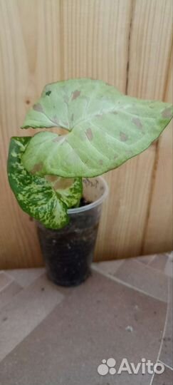 Сингониумы