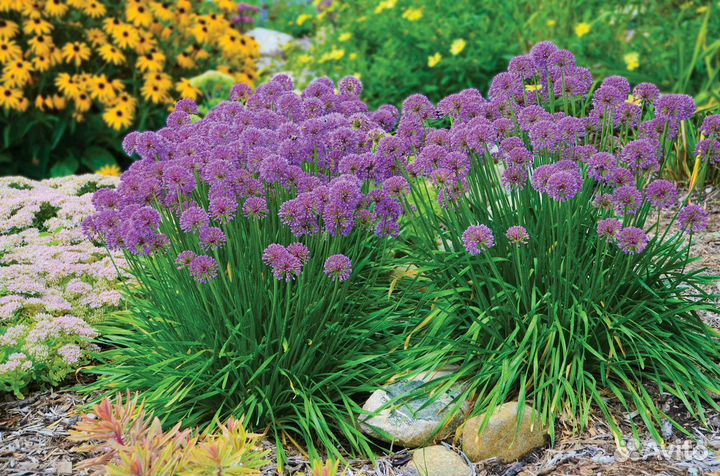 Семена садовых цветов