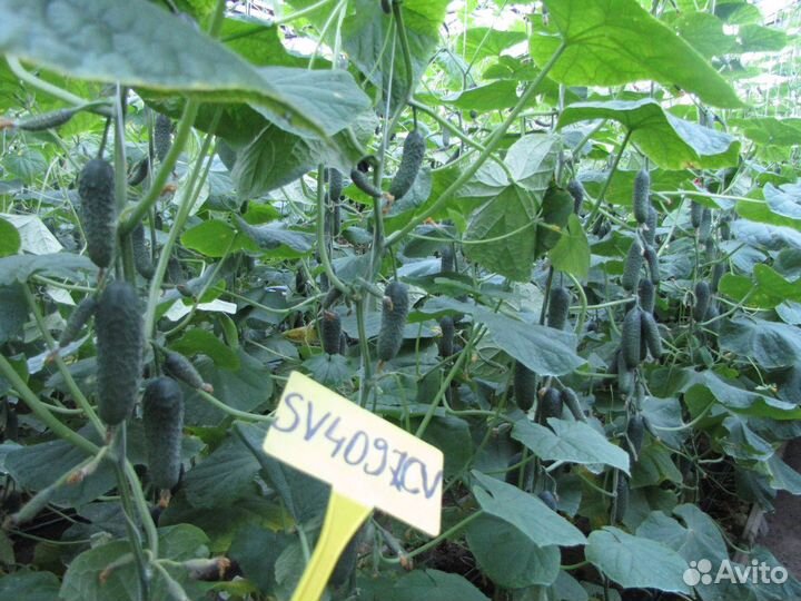 Семена Проф. огурца SV4097 F1