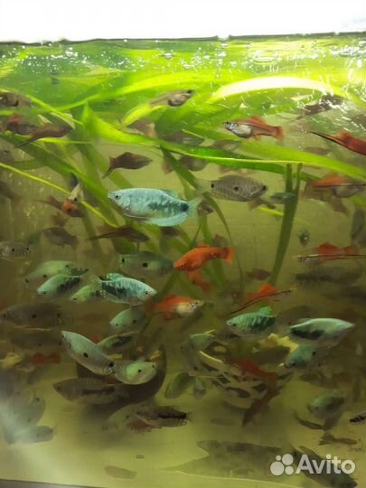 Продаются аквариумные рыбки