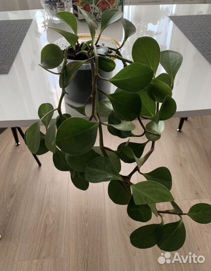 Пеперомия туполистная