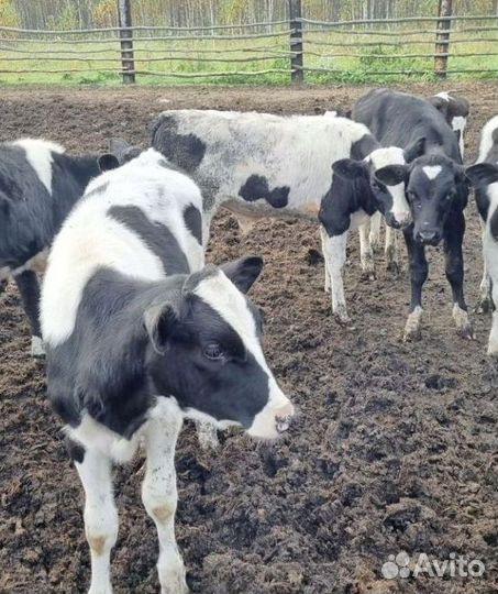Телята мясных пород
