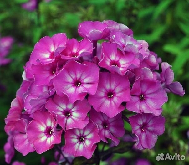 Рассада цветов, клубники, декоративных кустарников