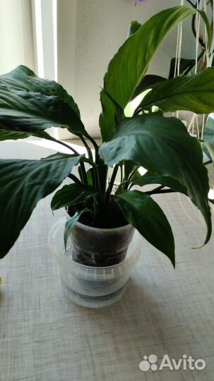 Спатифиллум