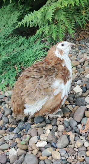 Перепелки селадоны