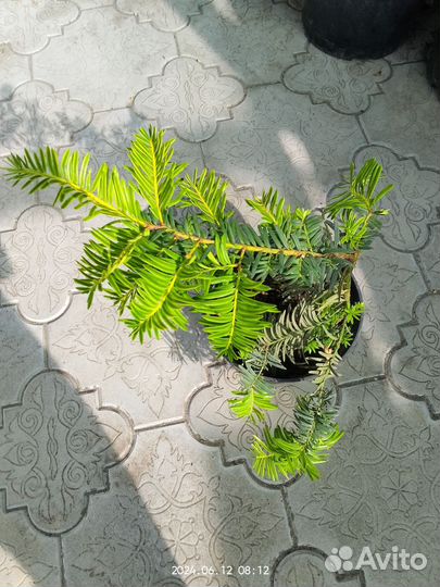 Тис ягодный