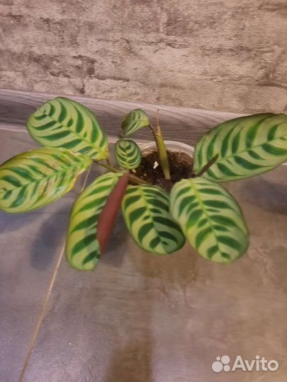 Калатея Бурле Маркса