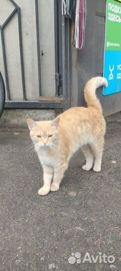 Кошка в дар