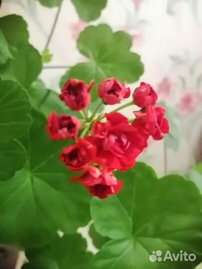 Герань красная роза видная