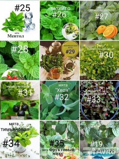 Мята сортовая, с разными ароматами, вариегатная