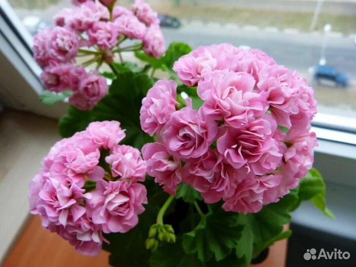 Герань пеларгония