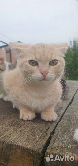 Кошка в дар бесплатно