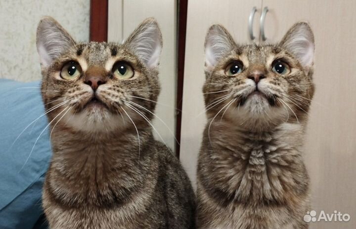 Отдам котенка