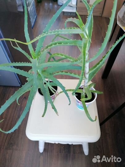 Алоэ лечебный