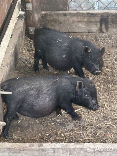 Вьетнамские вислобрюхие хряки