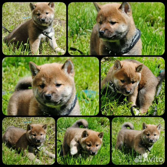 Щенки сиба-ину