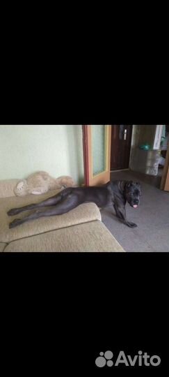 Передержка собак,кошек и мелких животных