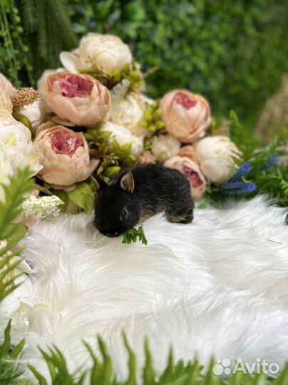 Мини кролики ручные