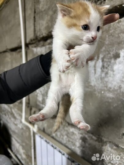 Котята в добрые руки мальчики