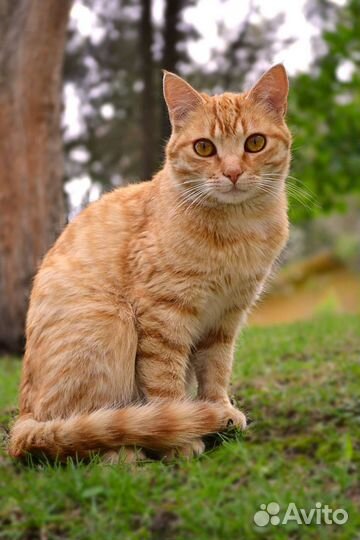 Кот