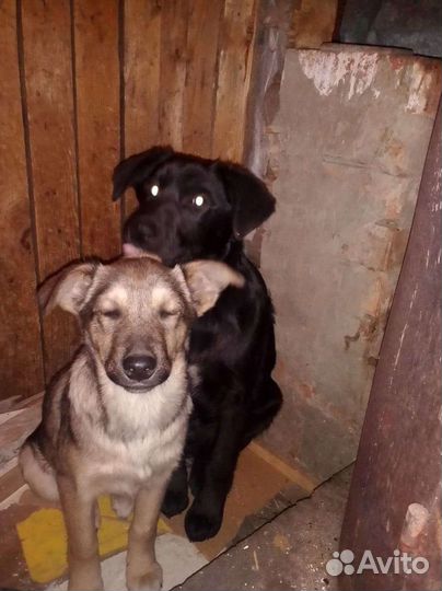 Собака в добрые руки щенок