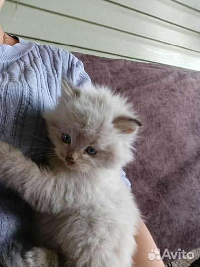 Котенок в добрые руки