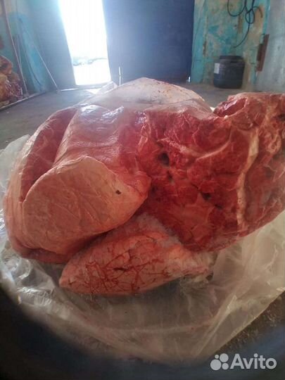 Лёгкое вымя почки на корм для животных