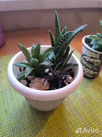 Суккуленты