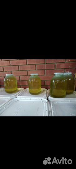 Мëд акация 2024