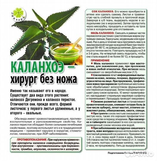 Каланхоэ лечебное