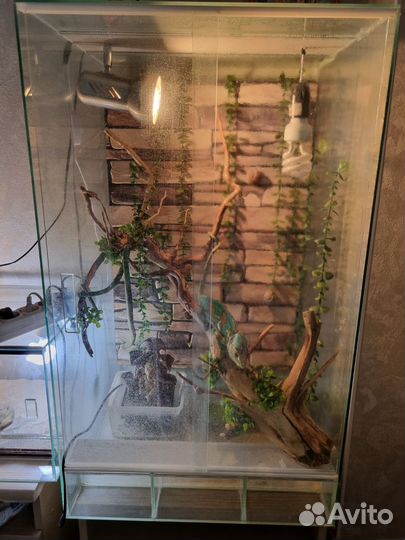 Домашняя ящерица