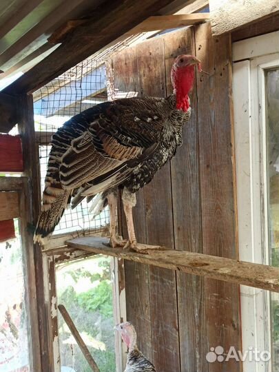 Домашние Индюки