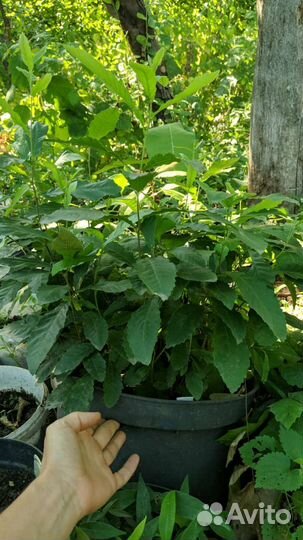 Дуб изменчивый/пробковый /сеянцы/саженцы/опт