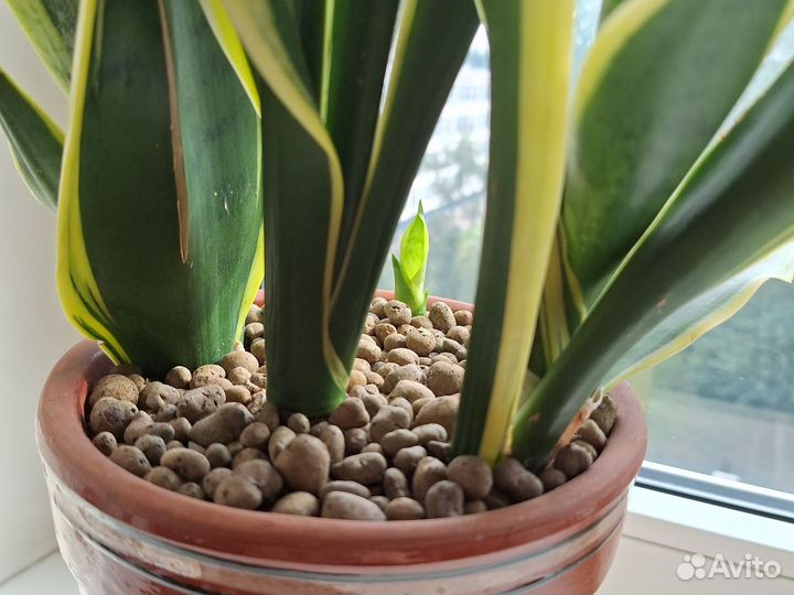 Сансевиерия (тёщин язык, щучий хвост)